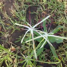 Image result for Monanthotaxis trichocarpa