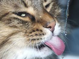 But how much water is a lot, and just how much should your cat be drinking? Water 15 Tips To Increase Your Cat S Water Intake