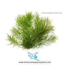 Image result for Najas graminea