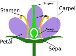 Ovary of a Flower: Function & Definition - Video & Lesson Transcript |  Study.com