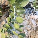 Image result for Capparis cartilaginea