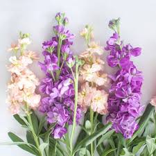 Image result for Matthiola