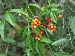 Image result for Allophylus