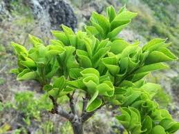 Image result for Cyphostemma montanum