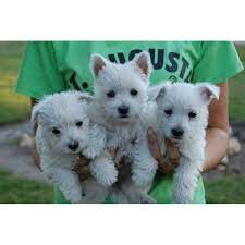 Akc Westie Male Rex Minnesota A Cute Male West Highland White Terrier Westie Puppy For Sale In Kimball Westie Puppies Westie Puppies For Sale Westie Dogs