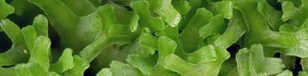 Arsenic crisis, and to dr. Jim Haseloff Professor Of Synthetic Biology University Of Cambridge Linkedin
