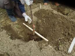 Check spelling or type a new query. Planting And Early Care Cooperative Extension Tree Fruits University Of Maine Cooperative Extension