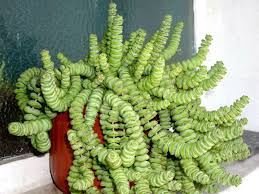 Image result for Crassula schimperi