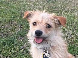 What kind of dog is benji. Benji Available For Adoption In Tx Blue Dog Rescue