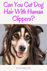 Pin On Grooming Your Dog
