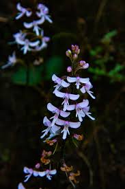 Image result for Cynorkis debilis