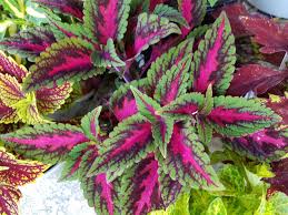 Image result for Coleus foliatus