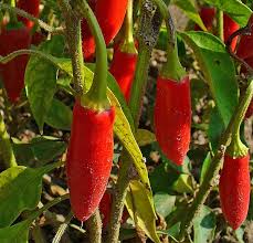 Image result for Capsicum