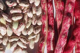 Fresh cranberry beans (also known as shell beans or borlotti beans) are ivory and splotched with red dots, with a delicate, nutty taste. Borlotti Beans Kitchen Basics Harvest To Table