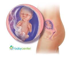 17 Weeks Pregnant Babycenter 17 Weeks Pregnant Fetal Development Baby Center