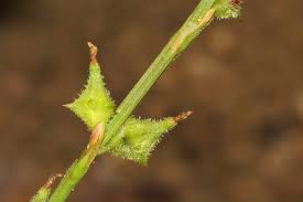 Image result for Oxygonum sinuatum