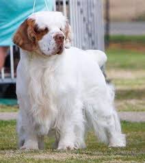 Image result for clumber španěl lov