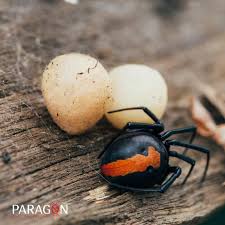 Not to be confused with the modern funnel web, which kinda looks. House Spiders Are All Spiders Dangerous In Australia