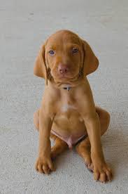 Bred to follow the magyar hunters on horse back, they have an amazing stamina and require a great amount of exercise and play. Puppies Glory Days Vizslas
