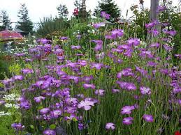 Image result for Agrostemma