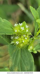 Image result for Spermacoce ocymoides