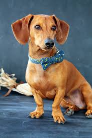 Super easy to use and it turned out great. Happy Thanksgiving Ammo The Dachshund
