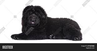 Her favorite activities are sleeping, finding a good … more. Majestic Solid Black Image Photo Free Trial Bigstock