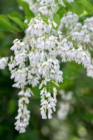 Image result for Aeollanthus ukamensis