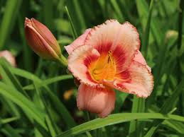 See more ideas about daylilies, day lilies, plants. Taglilie Strawberry Candy Schonste Stauden Expertenwissen