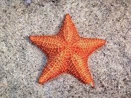 We did not find results for: 12 Surprising Facts About Starfish