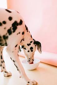 It is an essential mechanism involved in fluid balance. Excessive Thirst In Pets Senior Pet Health Warning Signs