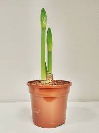 Amaryllis Pflege Kinderleicht Meine 6 Tipps Pflanzen Pflege Orchideenpflege Amaryllis