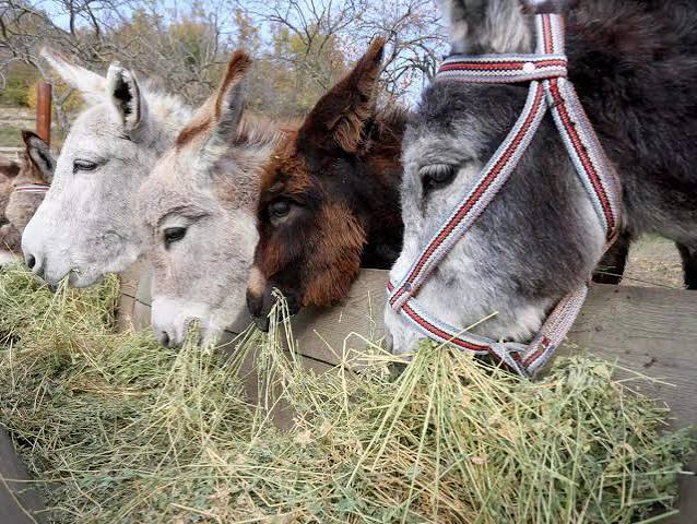 Donkey Milk: Techie quits job to open a donkey milk farm in Karnataka, gets orders worth Rs 17 lakh - The Economic Times
