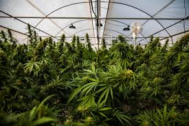 Illegal crypto mining operations get busted… as microsoft azure closes shop, consensys quorum opens up to new users. Police Raided A Suspected Cannabis Farm Only To Find An Illegal Bitcoin Mining Operation Reports Marketwatch