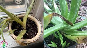 Good morning doc, i have an aloe plant in my yard given to me by my daughter. Overwatered Aloe Plant Signs And Step By Step Solution Garden For Indoor