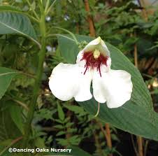 Image result for Impatiens burtonii