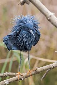 Birds Lyrics Imagine Dragons Meaning Pin By Bonnie Sisemore On Things I Love Birds Animals Beautiful Pet Birds