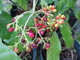 Image result for Psychotria auxopoda