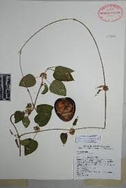 Image result for Marsdenia angolensis