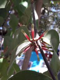 Image result for Tapinanthus dependens