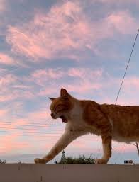 Pin By Melisa Ucak On Animali In 2020 Cat Aesthetic Cute Animals Feline