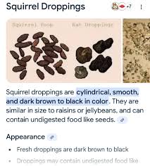 Image result for squirrel poop