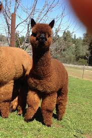 Alpacas For Sale Rr Romeo Huacaya Male Unproven California Mount Aukum Cute Alpaca Cute Animals Cute Baby Animals