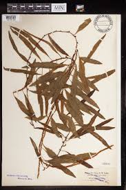 Image result for Loxogramme latifolia