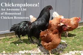 Backyards have gone to the birds! Homestead Chicken Resources Everything For Your Backyard Flock