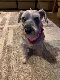 If you need miniature schnauzer stud service take a look here. Cleveland Oh Miniature Schnauzer Meet Bella A Pet For Adoption