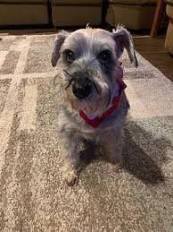 Maybe you would like to learn more about one of these? Cleveland Oh Miniature Schnauzer Meet Bella A Pet For Adoption