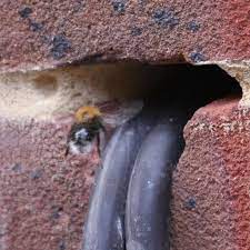 Bumblebees are pretty, their strength is legendary and the sight of them foraging for pollen on flowers is synonymous with spring and summer. Bumble Bees Nest In House Wall