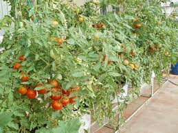 Terrace Vegetable Garden Terraced Vegetable Garden Raised Vegetable Gardens Vegetable Garden Diy