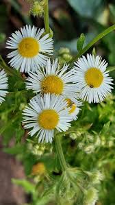 Image result for Erigeron steudelii